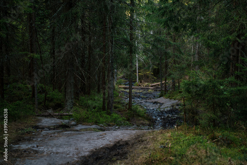 Canvas Print Dirt road in the forest of Oslo
