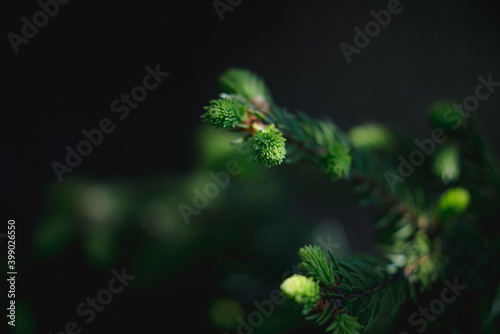 Photography Spruce in the forest of Norway