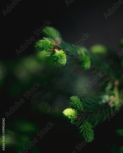 Photography Spruce in the forest of Norway