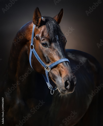 Portrait of bay horse on dark background. © Kseniya Abramova