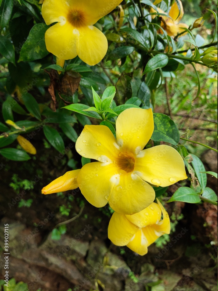 yellow flower