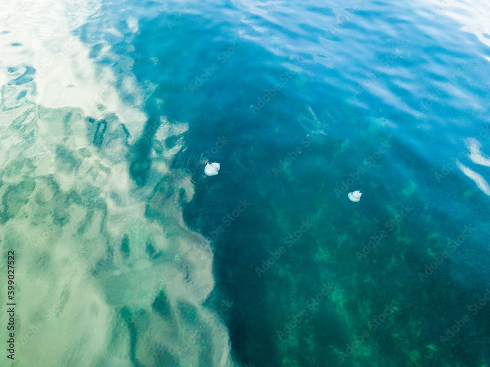 top view. large jellyfish in clear calm sea water.