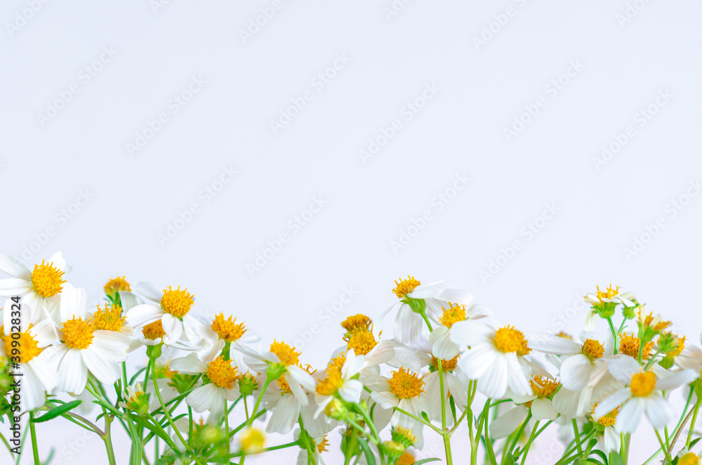 Partial focus of Spanish needles or Bidens alba flowers on white background. Partial focus of Spanish needles or Bidens alba flowers on white background.