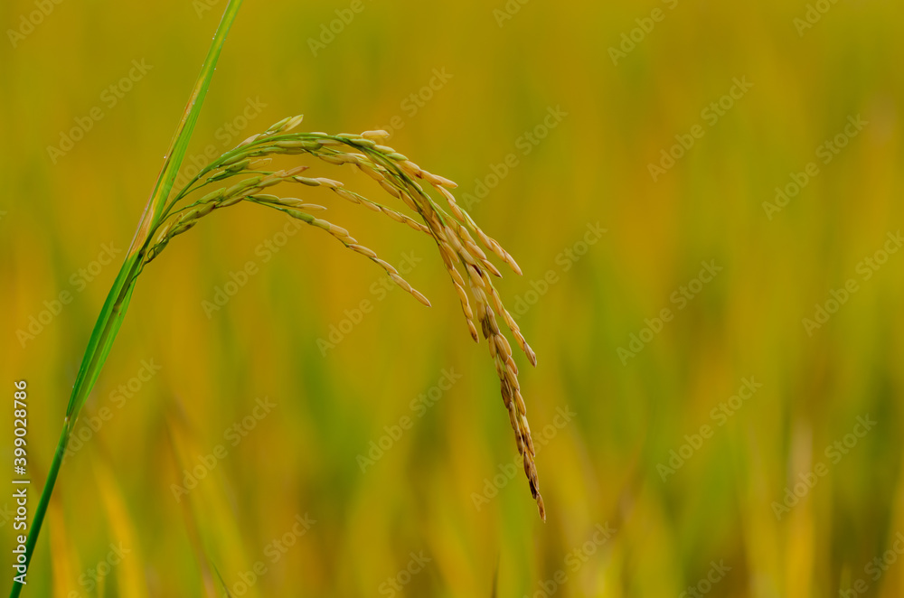 Yellow ripe rice seed with green and dry leaves at rice field in the north of Thailand. Yellow ripe rice seed with green and dry leaves at rice field in the north of Thailand.