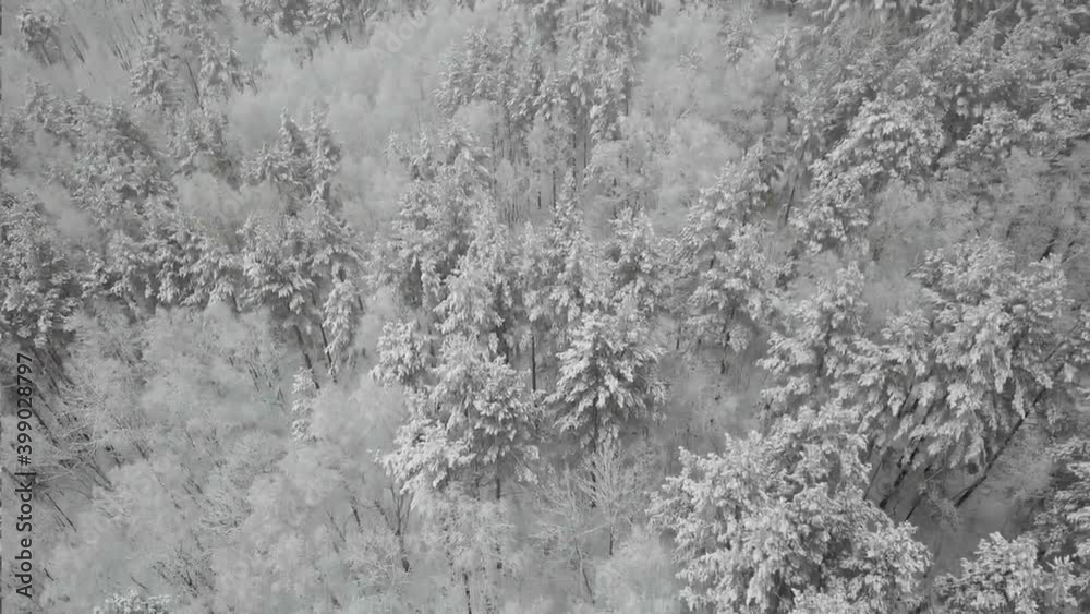 Aerial photography of the winter forest. Tall pine trees covered with snow Aerial photography of the winter forest. Tall pine trees covered with snow