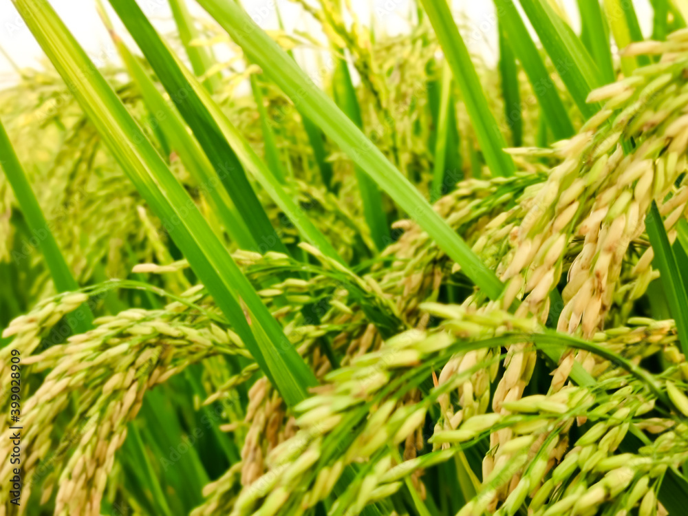 green and growing rice fields in asia green and growing rice fields in asia