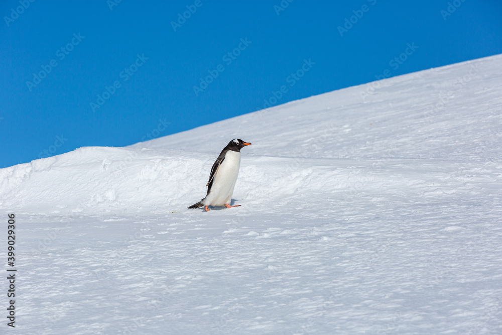 Obraz premium penguin Gentoo (Pygoscelis papua)