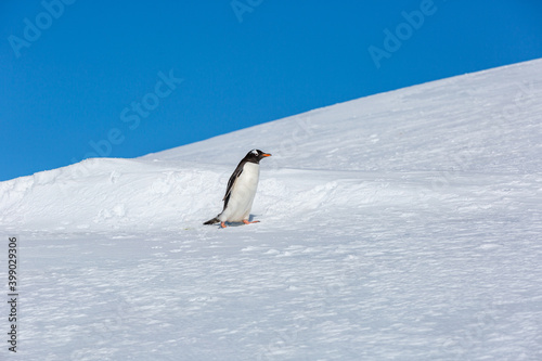 penguin Gentoo  Pygoscelis papua 