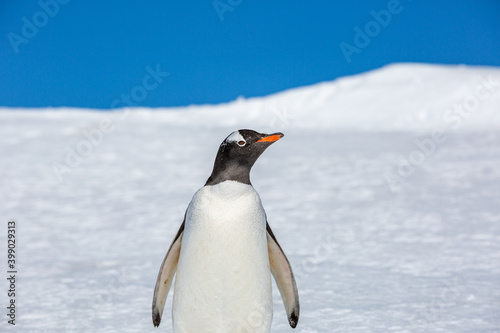 penguin Gentoo (Pygoscelis papua)