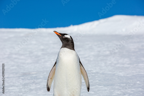 penguin Gentoo  Pygoscelis papua 