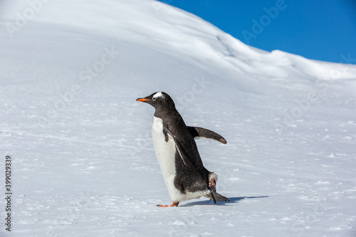 penguin Gentoo (Pygoscelis papua)