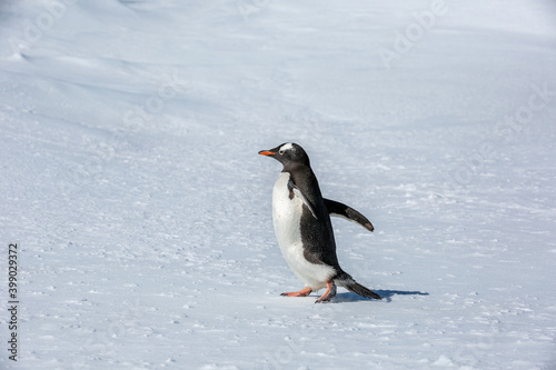 penguin Gentoo  Pygoscelis papua 