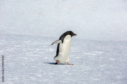 Adélie penguin  (Pygoscelis adeliae)