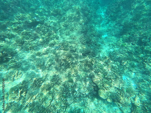 coral reef and sea