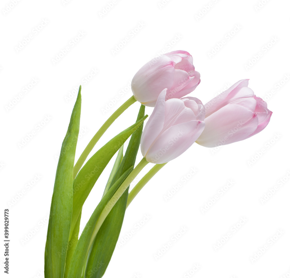 isolated pink tulips flowers on white background isolated pink tulips flowers on white background