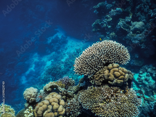 round corals and blue water in the deep while diving