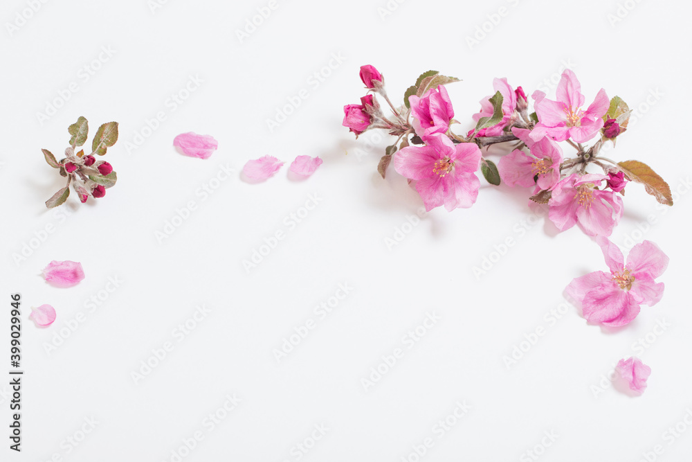 Fototapeta premium pink apple flowers on white background
