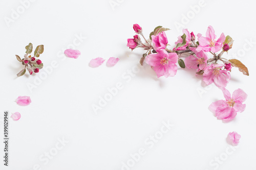 pink apple flowers on white background