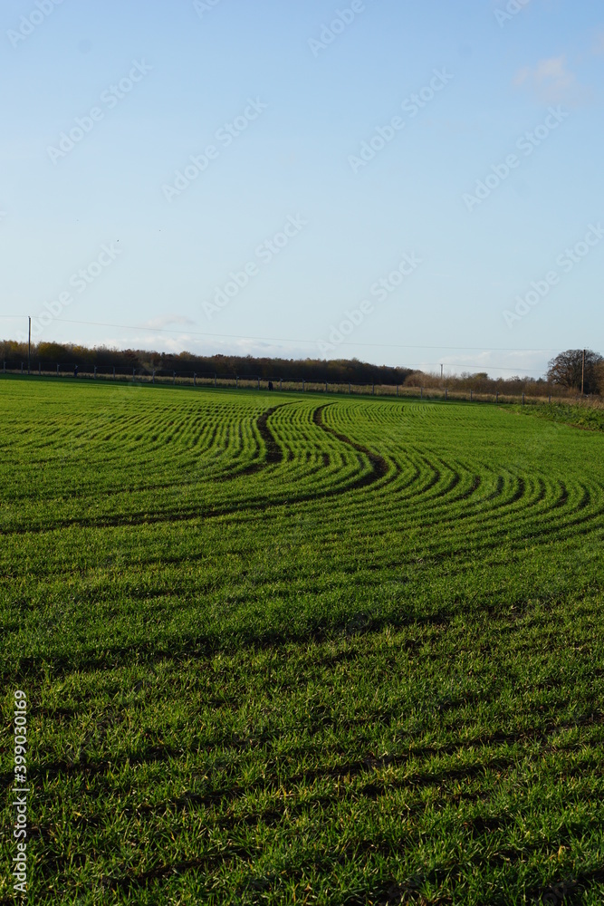 Suffolk fields near Haverhill. Green patterns, woods, sunny day, some shadows, lovely autumn winter walk in UK. December 2020 Suffolk fields near Haverhill. Green patterns, woods, sunny day, some shadows, lovely autumn winter walk in UK. December 2020