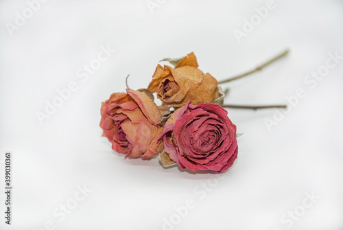 Dried roses isolated on a white background, sad holiday, autumn mood. Antique look.