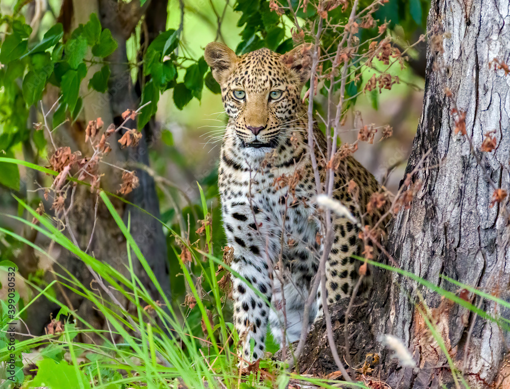 Obraz premium Wildlife image from Botswana