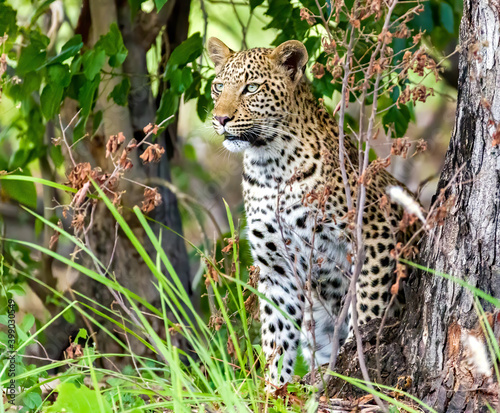 Wildlife image from Botswana