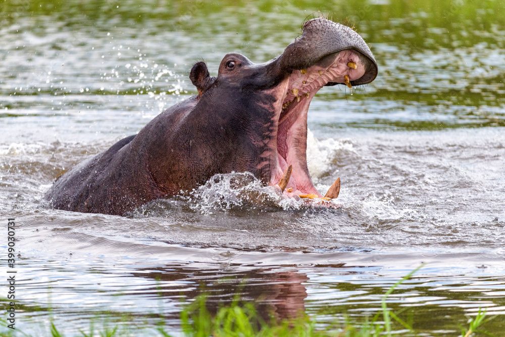 Fototapeta premium Wildlife image from Botswana