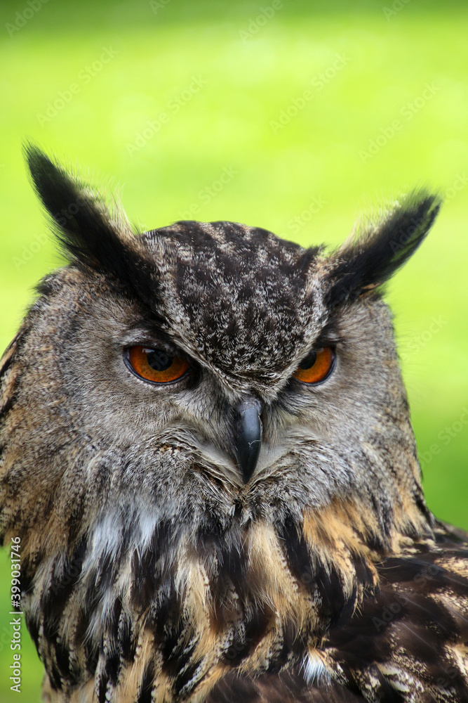 Fototapeta premium Owl portrait close-up on a meadow