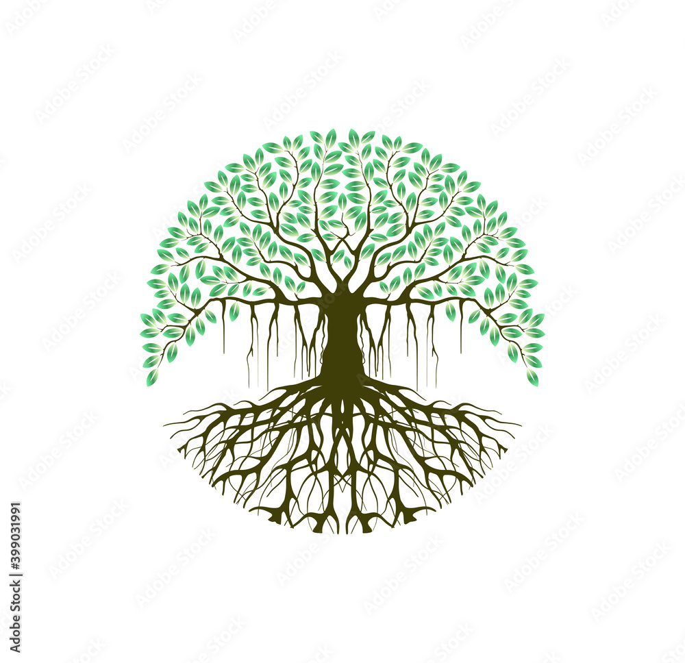 Fotografie Ancient banyan tree with circular shapes vector isolated on white