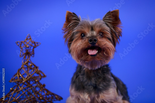 Fototapeta Naklejka Na Ścianę i Meble -  A funny Yorkshire terrier smiles at the camera, sticking out his pink tongue. The dog sits near a Christmas tree made of golden wire on a blue background in the studio. Close up.