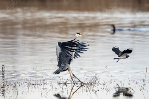A grey heron landing on a wetland in Delta del Llobregat, Catalonia.