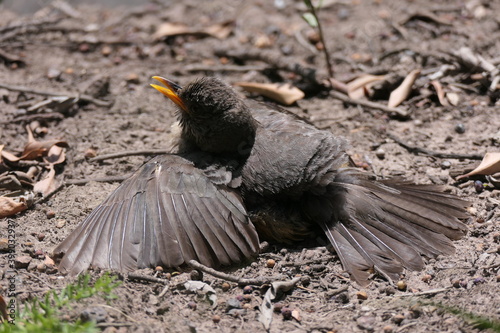 Kapdrossel, hier Turdus olivaceus olivaceus in Südafrika, ist südlich der Sahara in Afrika weit verbreitet. Hier flügger Jungvogel in Schreckstellung. photo