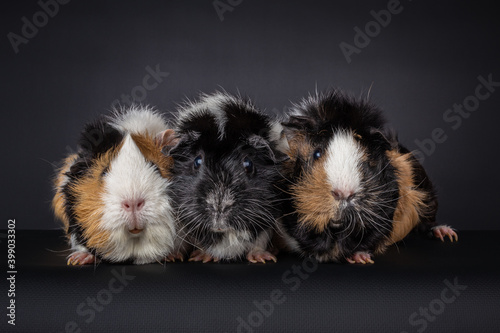 Three multicolored domestic long haired guinea pigs (Cavia porcellus) sitting in a row and looking into the camera, isolated on a black background
