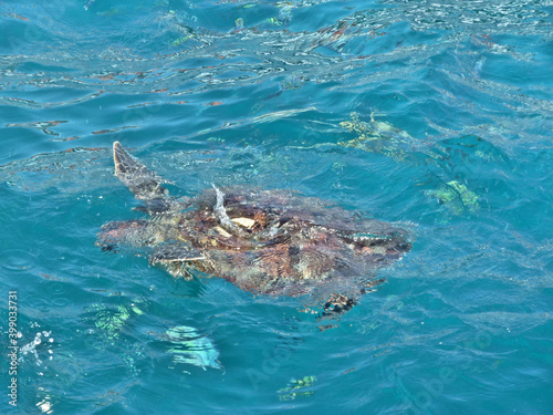 blurred surface seawater and loggerhead sea turtle also known as Caretta  is swimming under  Andaman sea,  Blurred photography cause of water. © ElenaEmiliya