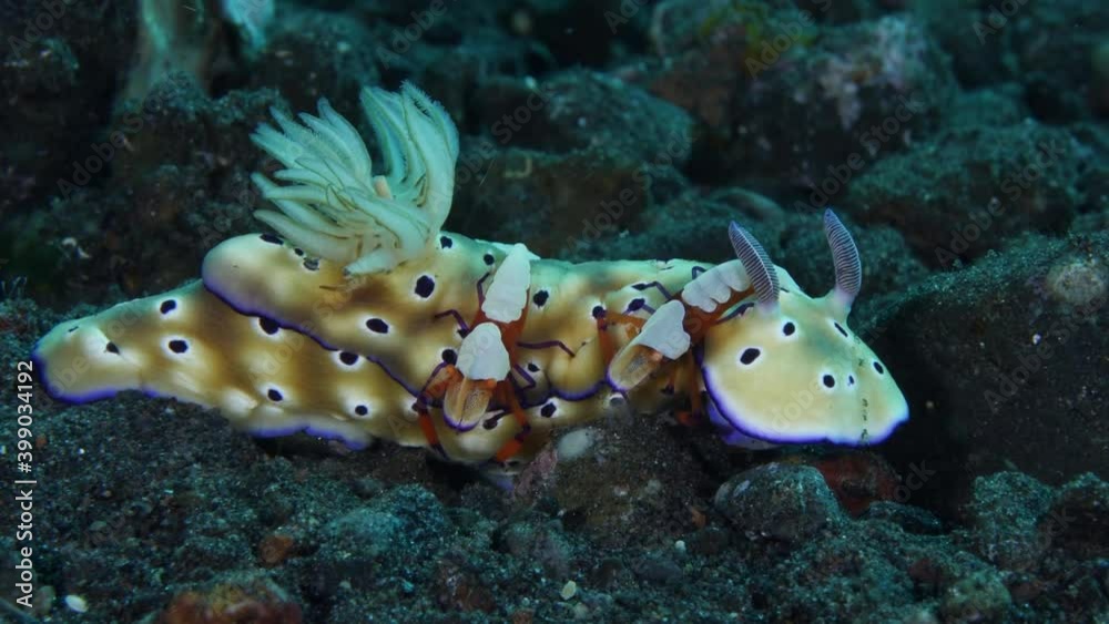 Sea slugs Hypselodoris pulchella and Hypselodoris tryoni and a couple of shrimps -Zenopontonia rex. Underwater macro life of Tulamben, Bali, Indonesia. Sea slugs Hypselodoris pulchella and Hypselodoris tryoni and a couple of shrimps -Zenopontonia rex. Underwater macro life of Tulamben, Bali, Indonesia.