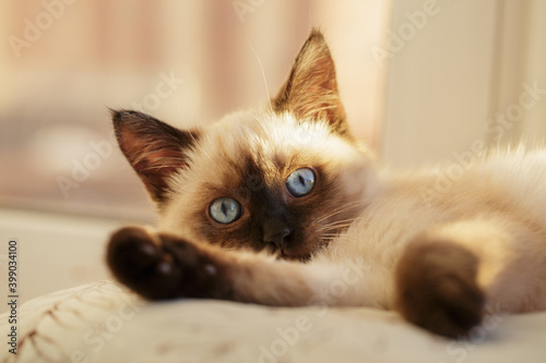 Cat on pillow inside window, portrait kitty on windowsill. Shallow DOF photo