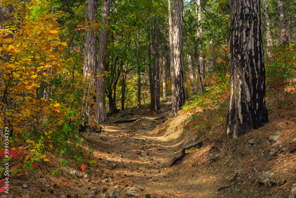 Autumn mountain forest view. Forestl in autumn mountains. Autumn forest in mountains. Autumn mountain landscapeю Crimea Autumn mountain forest view. Forestl in autumn mountains. Autumn forest in mountains. Autumn mountain landscapeю Crimea