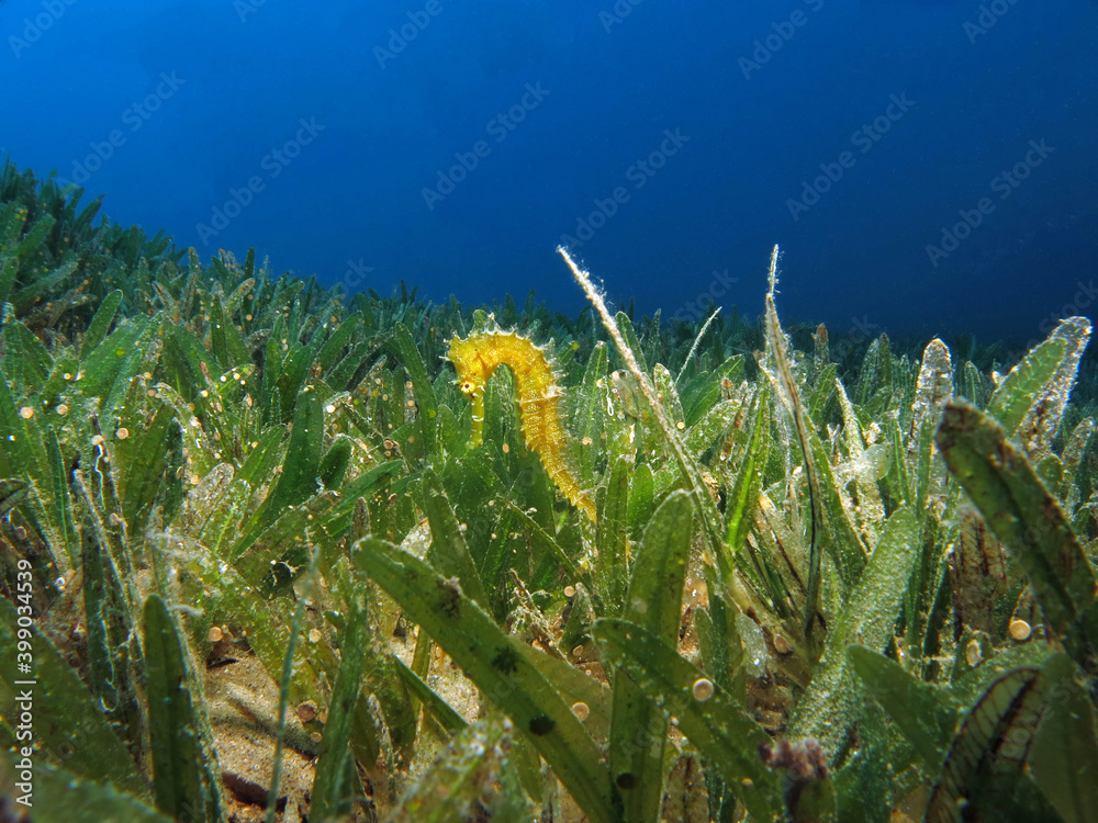 Ταπετσαρία Hippocampus jayakari seahorse in the seagrass