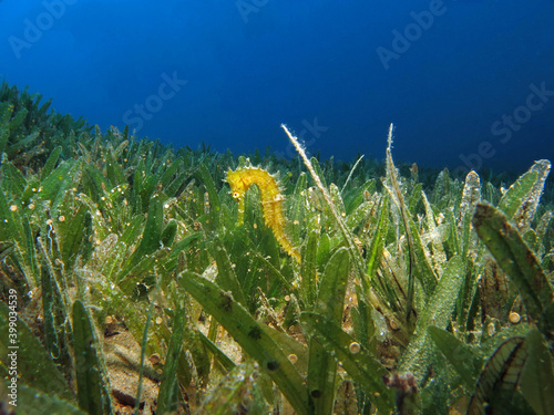  Hippocampus jayakari seahorse in the seagrass  photo