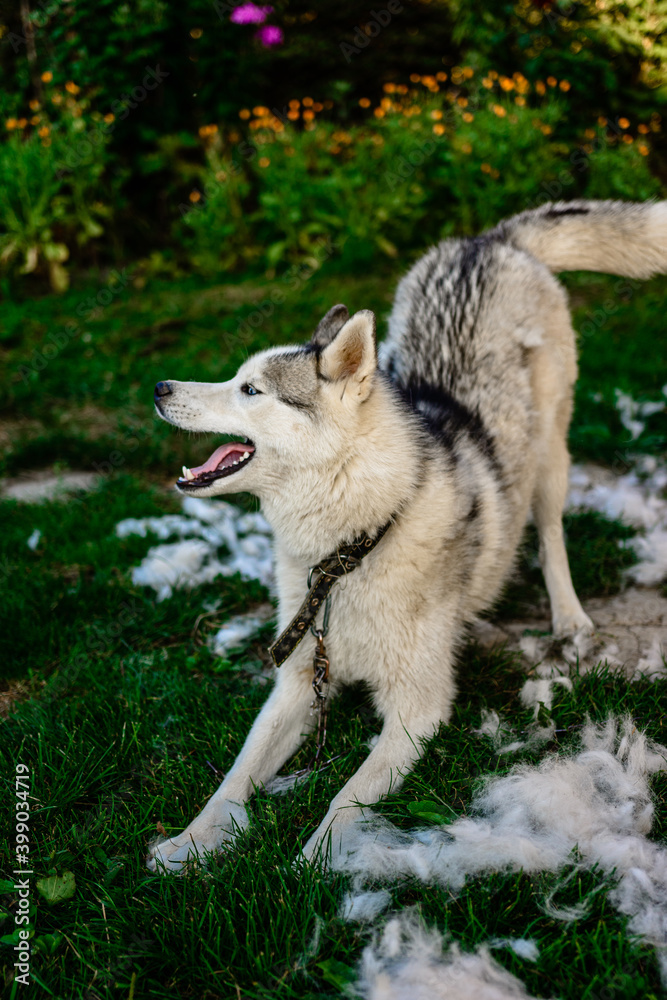 Husky and his fur, the annual shedding of the dog, the change of fur, the dog on the street.