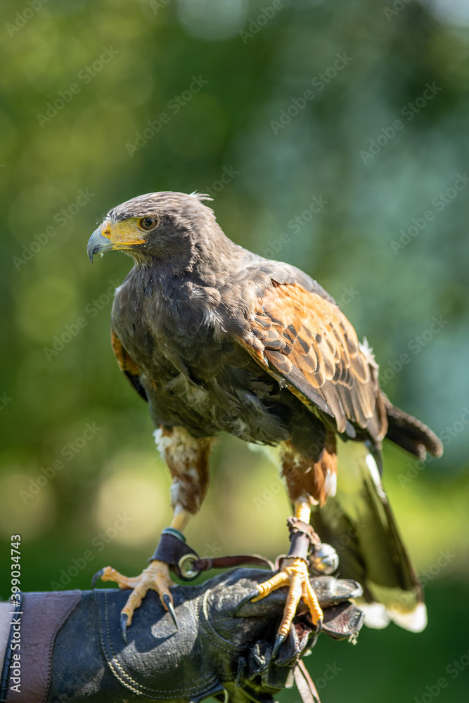 Obraz premium Harris hawk on its perch.