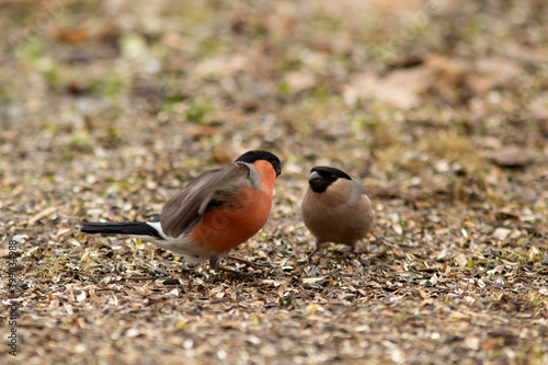 Male and female common bullfinch (Pyrrhula purrhula) having an argument while feeding on leftover sunflower seeds under the birdfeeder in the garden
