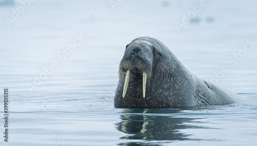 Close up of walrus