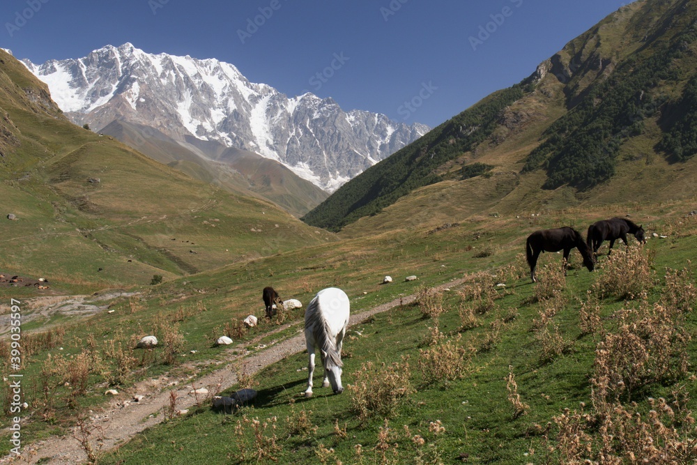 View from Ushguli on the massive wall of the third highest peak of the Caucasus 5,197 meters Shkhara.Valley River of Inguri, horses grazing on the meadows, North Svaneti.Georgia