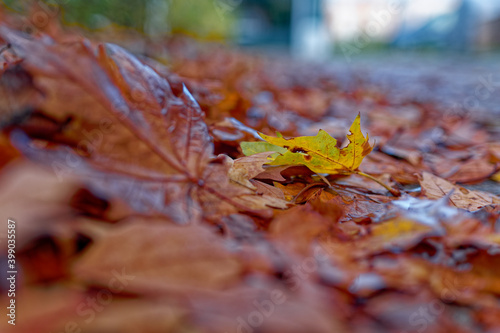 Autumn leafs lying in road