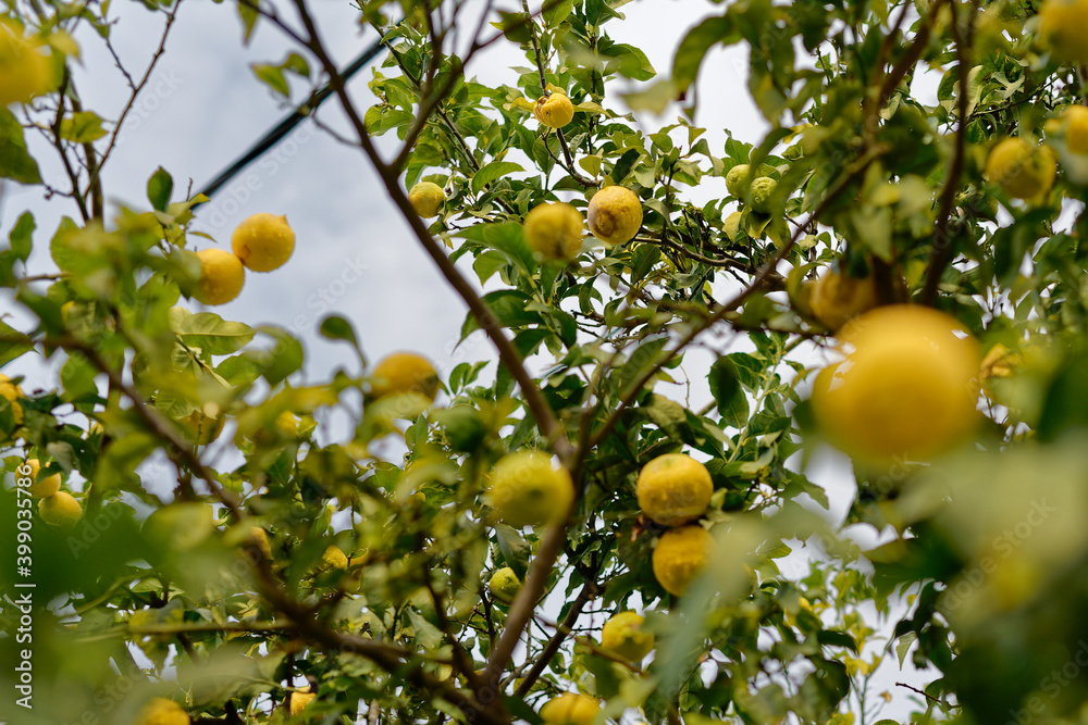 Fresh Lemons  hanging on a lemon tree