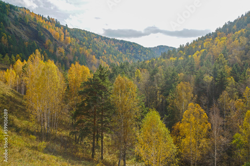 autumn landscape with flowers on the background of a golden forest