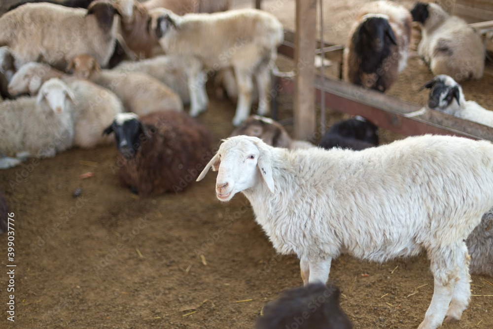 Obraz premium Group of sheep at the farm in the morning Pets concept