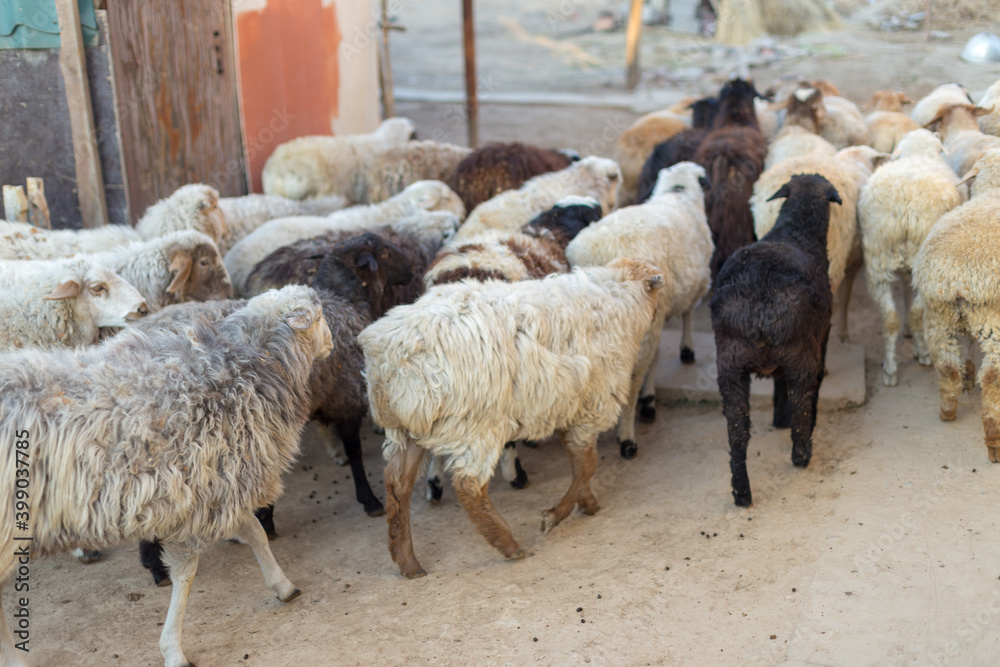 Obraz premium A group of sheep on the farm in the morning, the domestic animals go to the pasture.