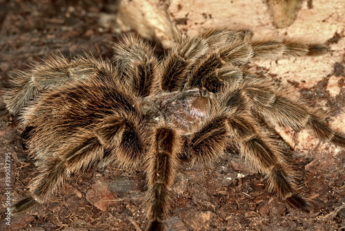 Close up of a hairy tarantula spider.